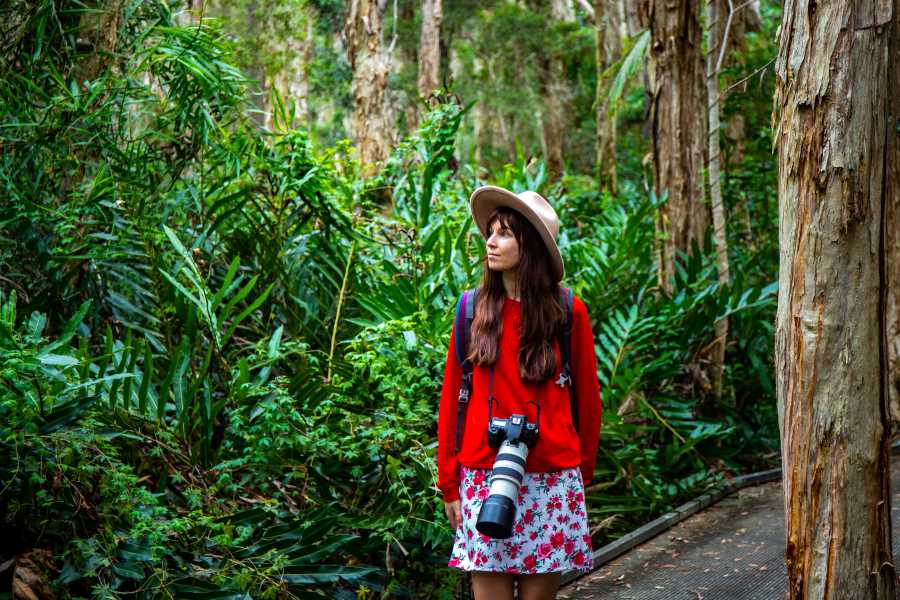 Escape to the Daintree Rainforest 